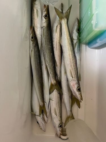 カマスの釣果