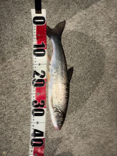 ウグイの釣果