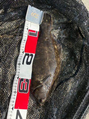 クロガシラガレイの釣果