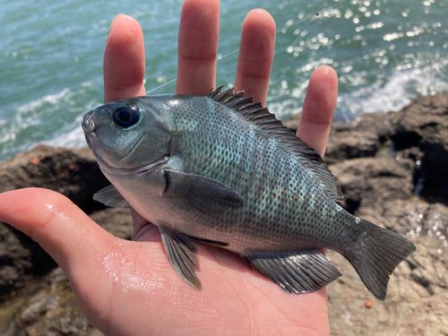 メジナの釣果