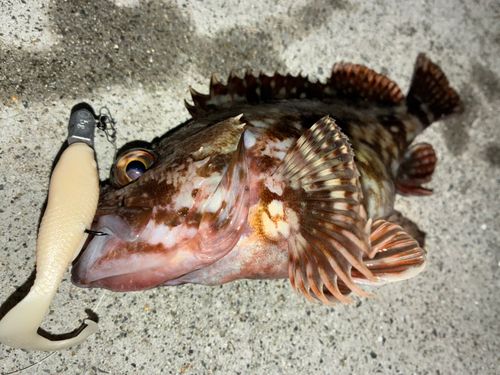 カサゴの釣果