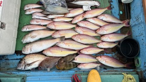 シロアマダイの釣果