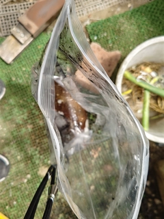 コウイカの釣果