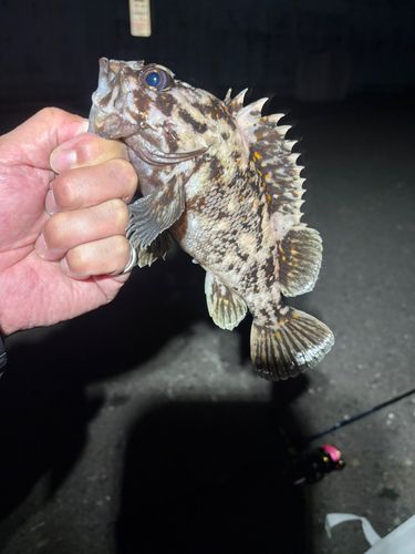 オウゴンムラソイの釣果