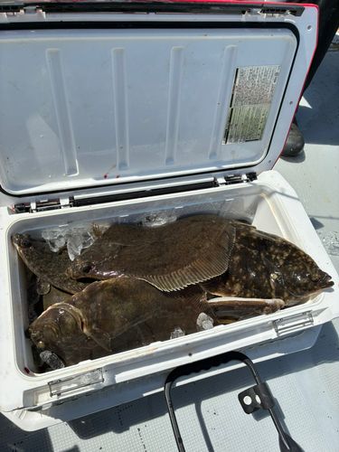 マコガレイの釣果