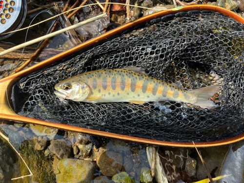 ヤマメの釣果