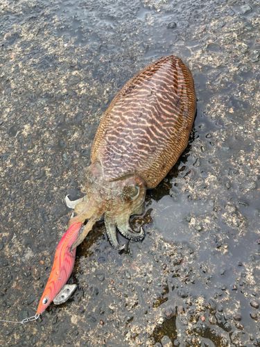 コウイカの釣果