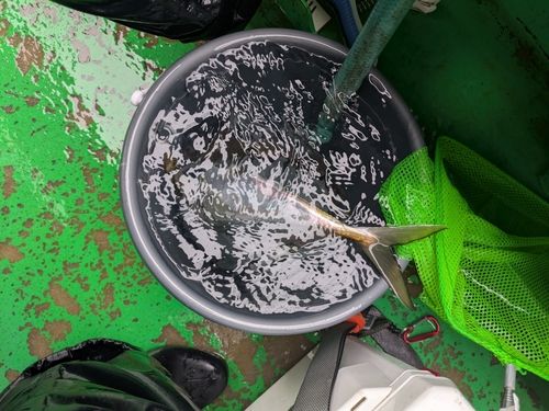 マアジの釣果