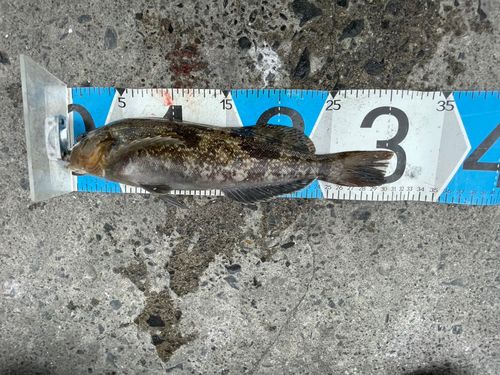 アイナメの釣果