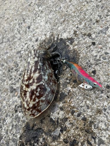 コウイカの釣果