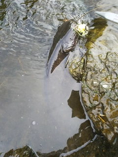 マナマズの釣果