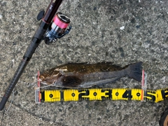 アイナメの釣果