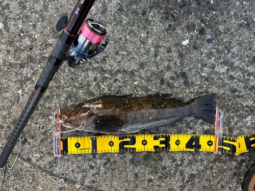 アイナメの釣果