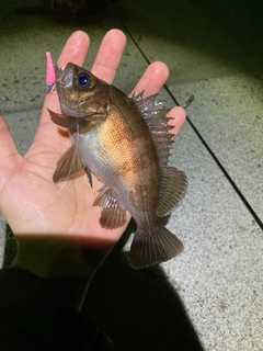 アカメバルの釣果
