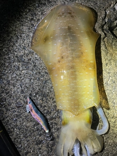 アオリイカの釣果