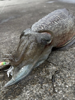 コウイカの釣果