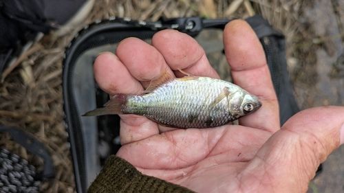 タイリクバラタナゴの釣果
