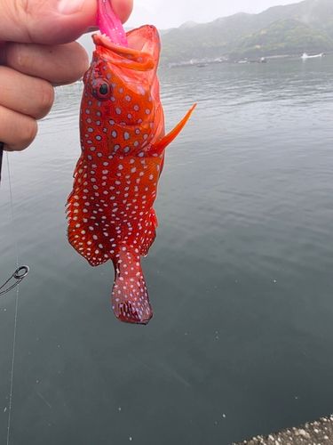 ユカタハタの釣果