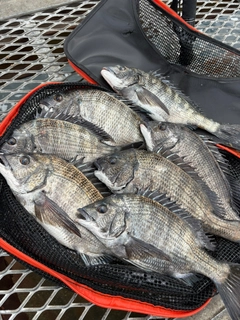 クロダイの釣果