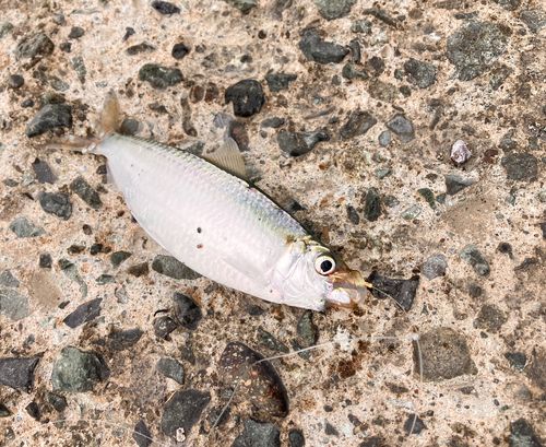ニシンの釣果・釣り情報まとめ【2026年最新】 - アングラーズ | 釣果 