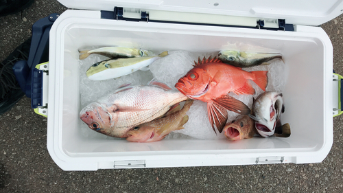 チカメキントキの釣果