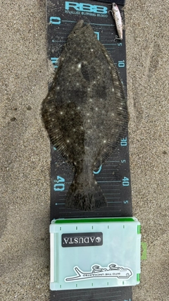ヒラメの釣果