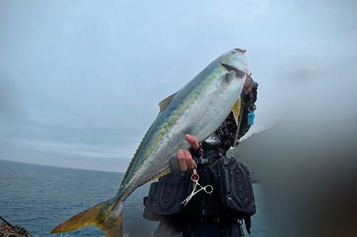 ブリの釣果