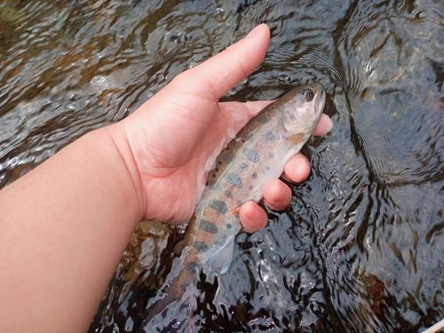 ヤマメの釣果