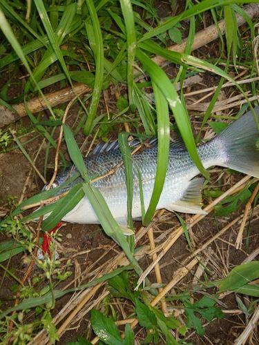 キビレの釣果