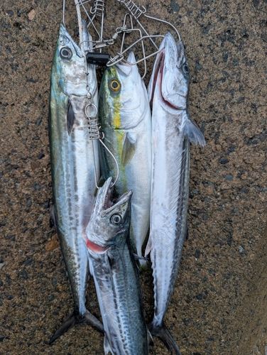 サゴシの釣果