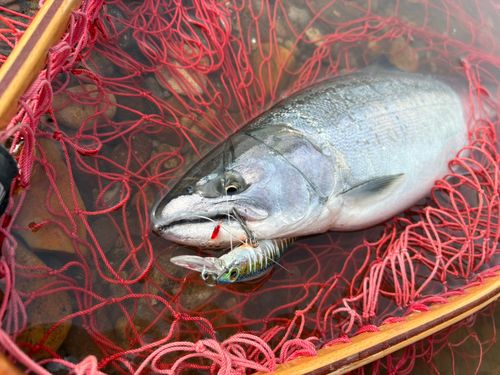 サクラマスの釣果