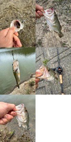 ブラックバスの釣果