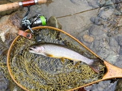 イワナの釣果