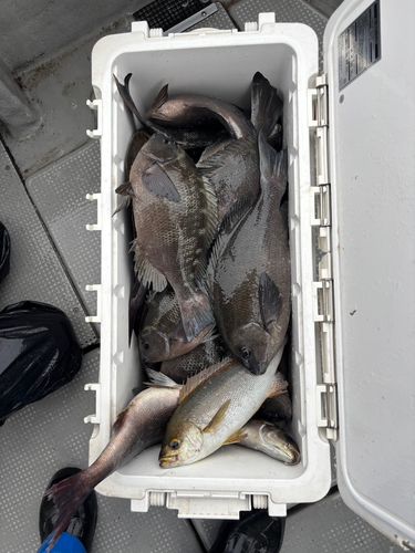 釣果