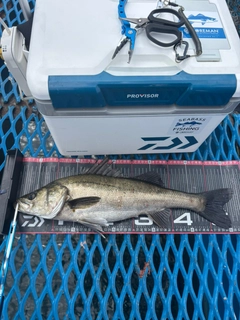 シーバスの釣果