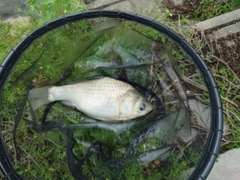 ヘラブナの釣果