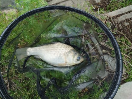 ヘラブナの釣果