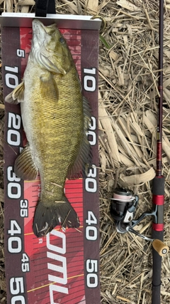 スモールマウスバスの釣果