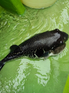 トラフグの釣果