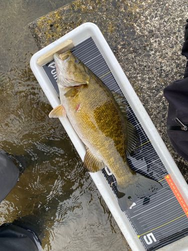 スモールマウスバスの釣果