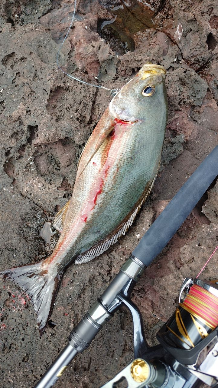 SHIMANO 22コルトスナイパー リミテッド S106H/PSの最安値・インプレ