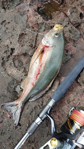 イサキの釣果