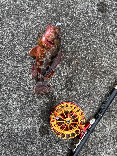 カサゴの釣果