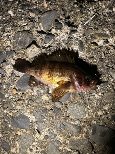 メバルの釣果