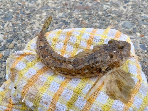 ネズミゴチの釣果