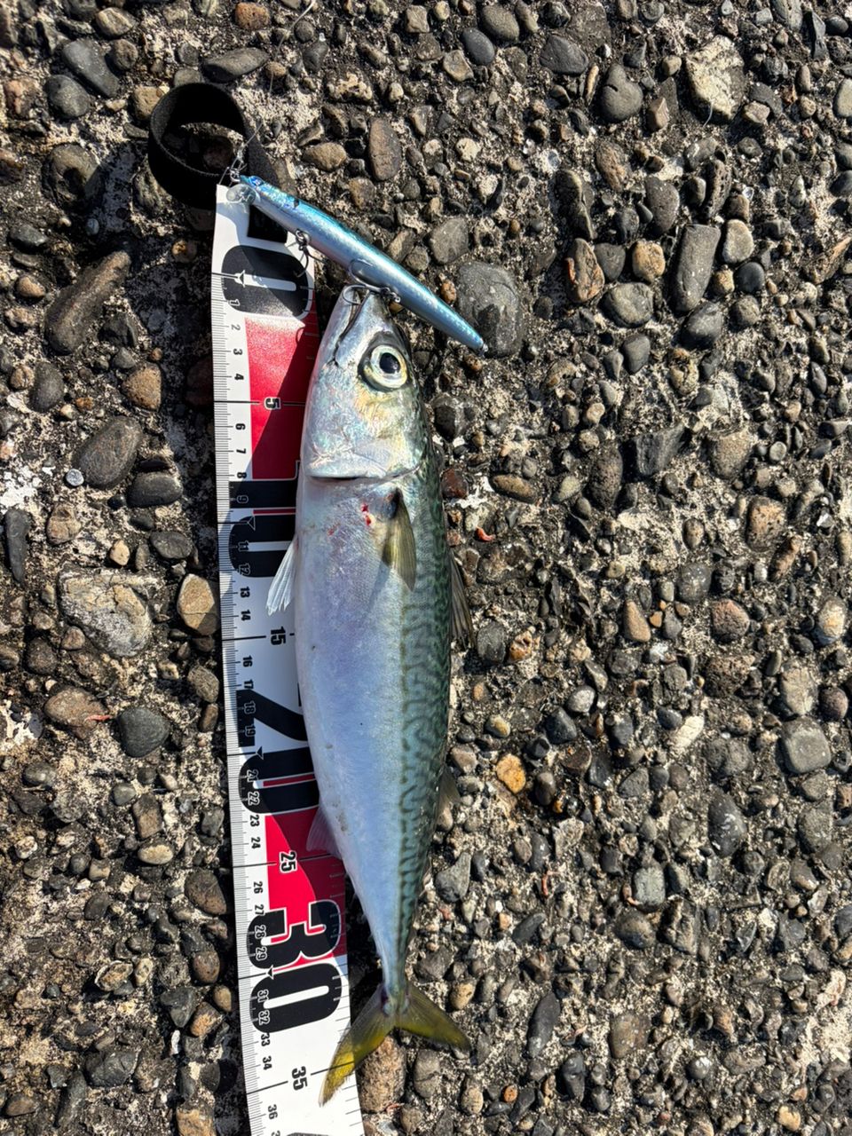 SHIMANO 20ヴァンフォード C5000XGの最安値・インプレ・釣果 | 本音の