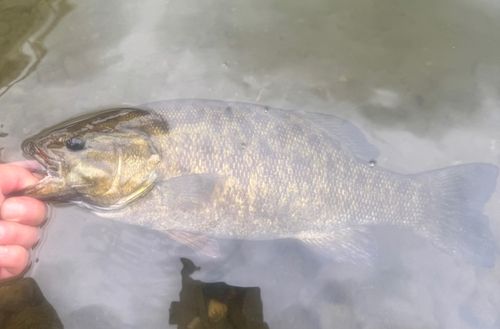スモールマウスバスの釣果
