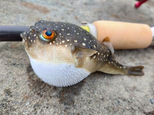 クサフグの釣果