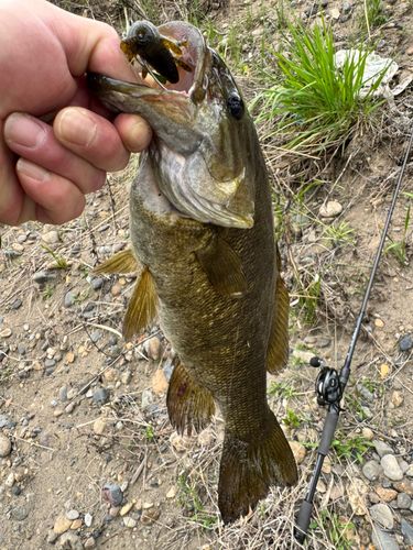 スモールマウスバスの釣果