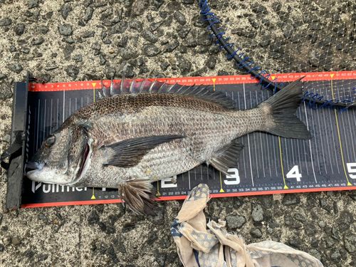 チヌの釣果